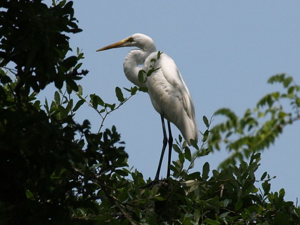 Great Egret, Sunset Beach, North Carolina, USA, July 18, 2009