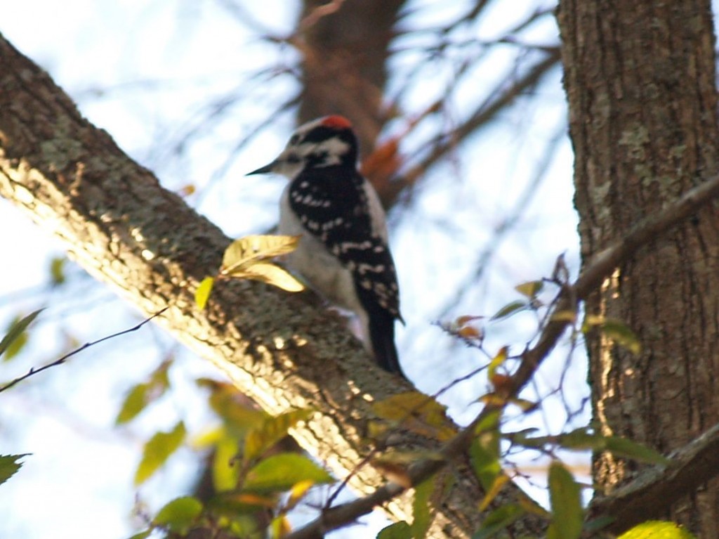 Hairy Woodpecker (male), Chapel Hill, North Carolina, USA, November 7, 2009