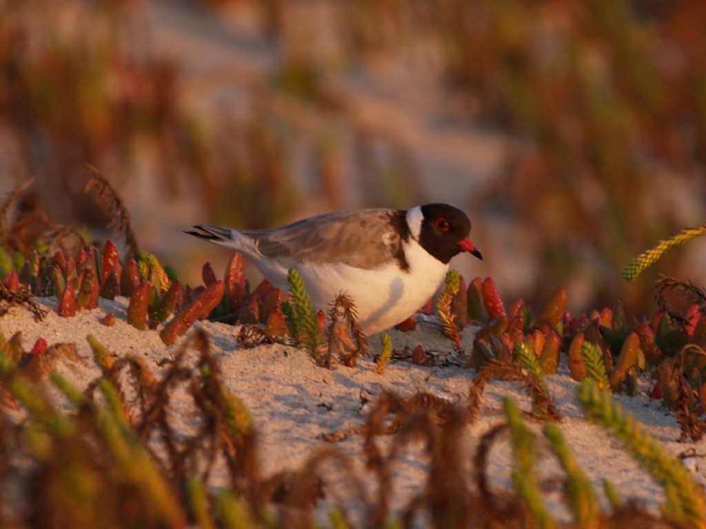 Hooded Plover, Wilsons Promontory National Park, Victoria, Australia, October 2, 2010