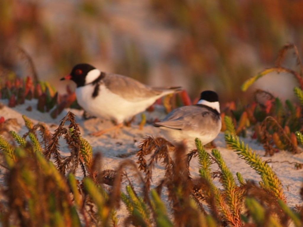 Hooded Plover, Wilsons Promontory National Park, Victoria, Australia, October 2, 2010