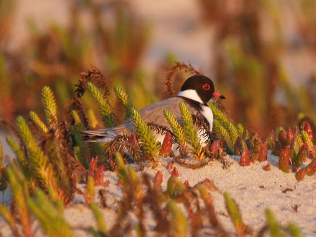 Hooded Plover, Wilsons Promontory National Park, Victoria, Australia, October 2, 2010