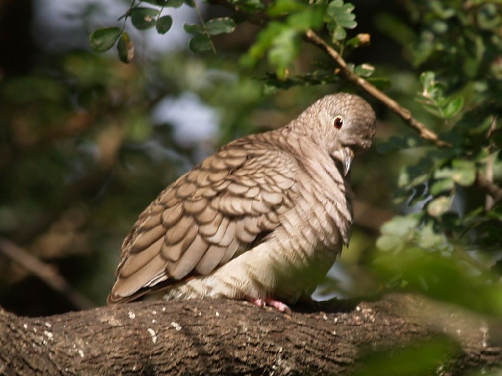 Inca Dove, Santa Ana National Wildlife Refuge, Weslaco, Texas, USA, December 29, 2008