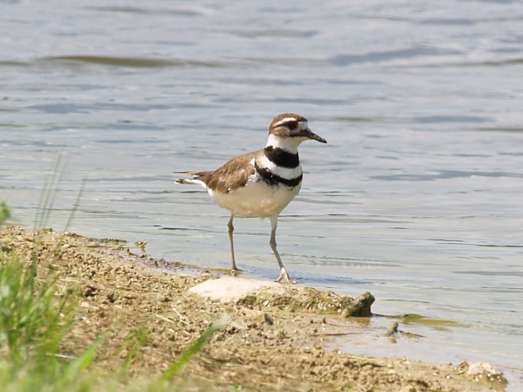 Killdeer, Hillsborough, North Carolina, USA, May 16, 2009