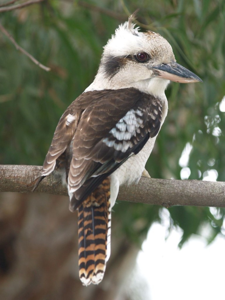 Laughing Kookaburra, Melbourne, Victoria, Australia, October 12, 2010