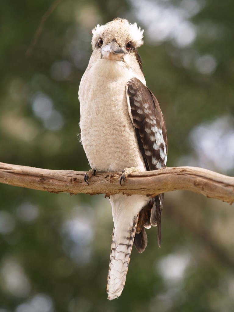 Laughing Kookaburra, Melbourne, Victoria, Australia, October 12, 2010