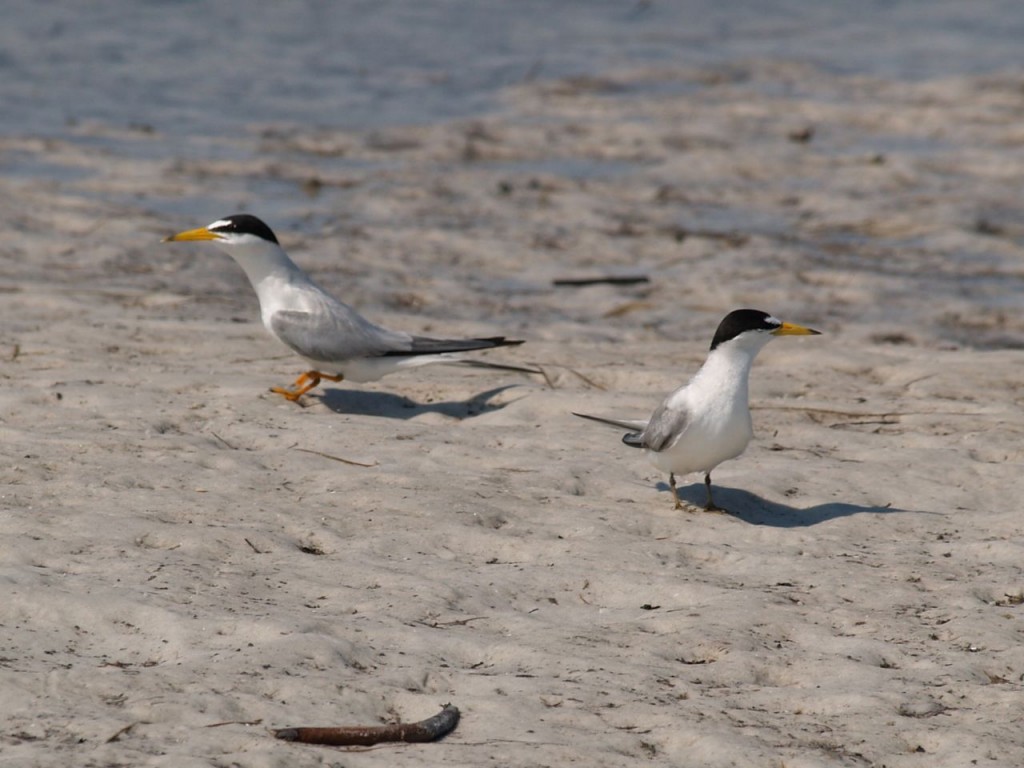 Least Tern, Ft. De Soto, St. Petersburg, Florida, USA, June 29, 2012