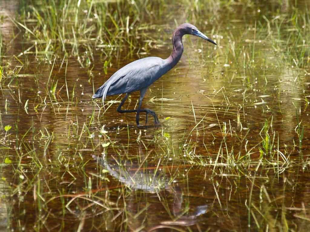 Little Blue Heron, Caladesi Island State Park, Dunedin, Florida, USA, June 30, 2012