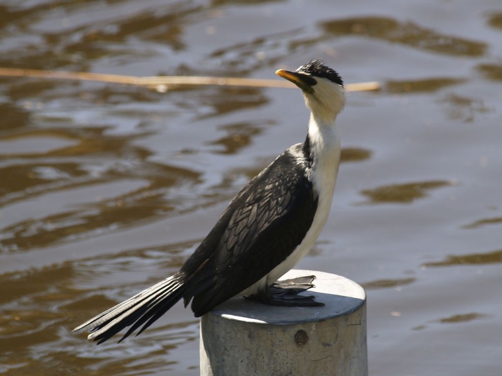 Little Pied Cormorant, Torrens River Park, Adelaide, South Australia, Australia, October 4, 2010