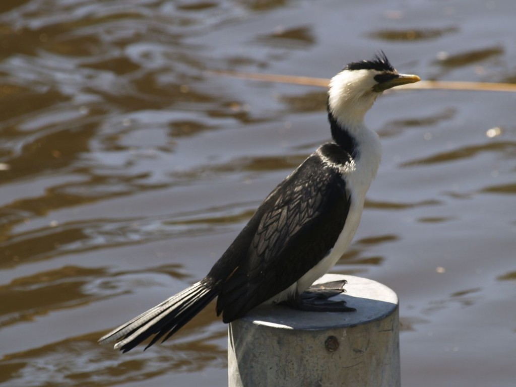 Little Pied Cormorant, Torrens River Park, Adelaide, South Australia, Australia, October 4, 2010