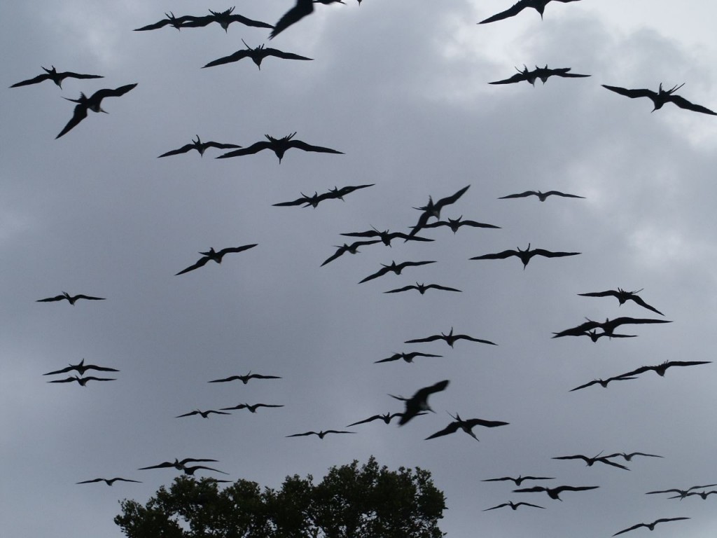 Magnificent Frigatebirds, Coco Plum Cay, Belize, May 28, 2003