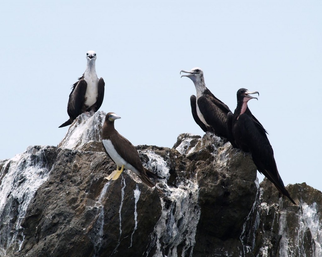 Magnificent Frigatebird (male and juveniles), Punta Sul, Parque Nacional Jeannette Kawas, Tela, Honduras, May 28, 2007