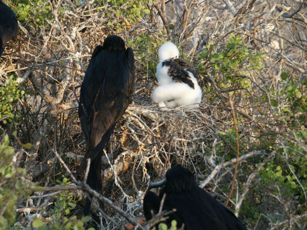 Magnificent Frigatebird (male and juvenile), North Seymour Island, Galapagos, Ecuador, January 4, 2005