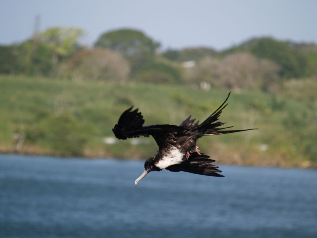 Magnificent Frigatebird (female), Gatún Locks, Panama, January 16, 2009