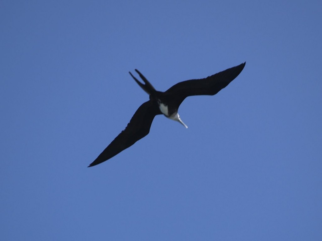 Magnificent Frigatebird (juvenile), Otoque Oriente Island, aboga District, Panama, January 15, 2009