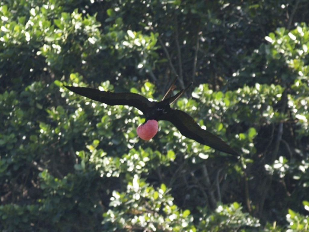 Magnificent Frigatebird (male), Otoque Oriente Island, aboga District, Panama, January 15, 2009
