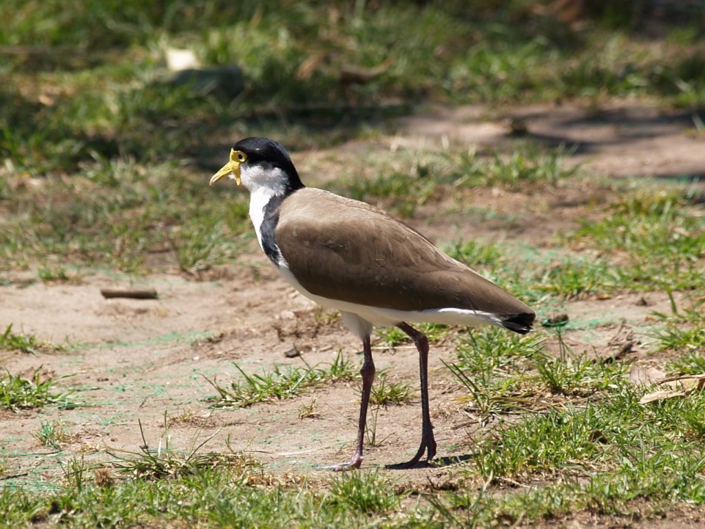 Masked Lapwing, Sydney, New South Wales, Australia,  October 18, 2010