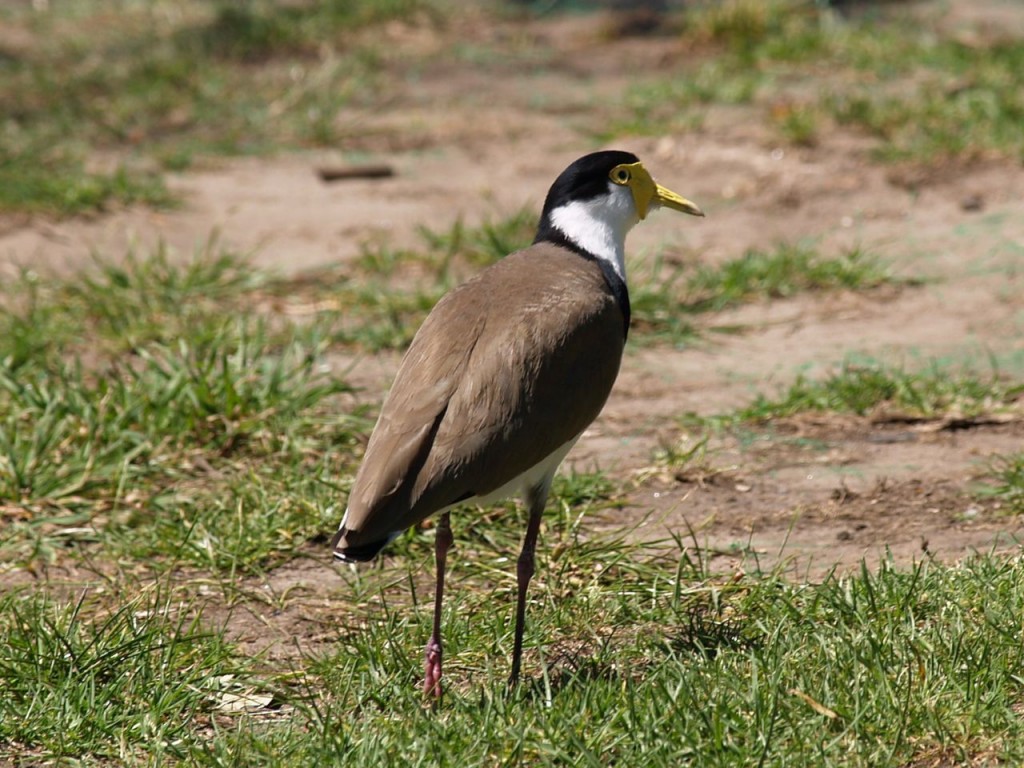 Masked Lapwing, Sydney, New South Wales, Australia,  October 18, 2010