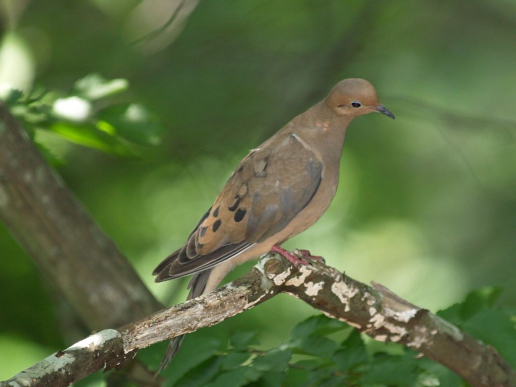 Mourning Dove, Chapel Hill, North Carolina, USA, June 21, 2008