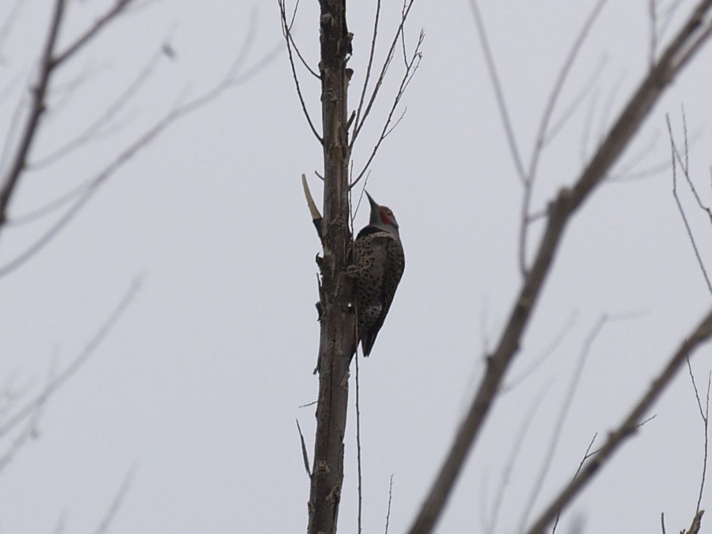 Northern Flicker (male), Las Vegas Wash, Henderson, Nevada, USA, November 30, 2012