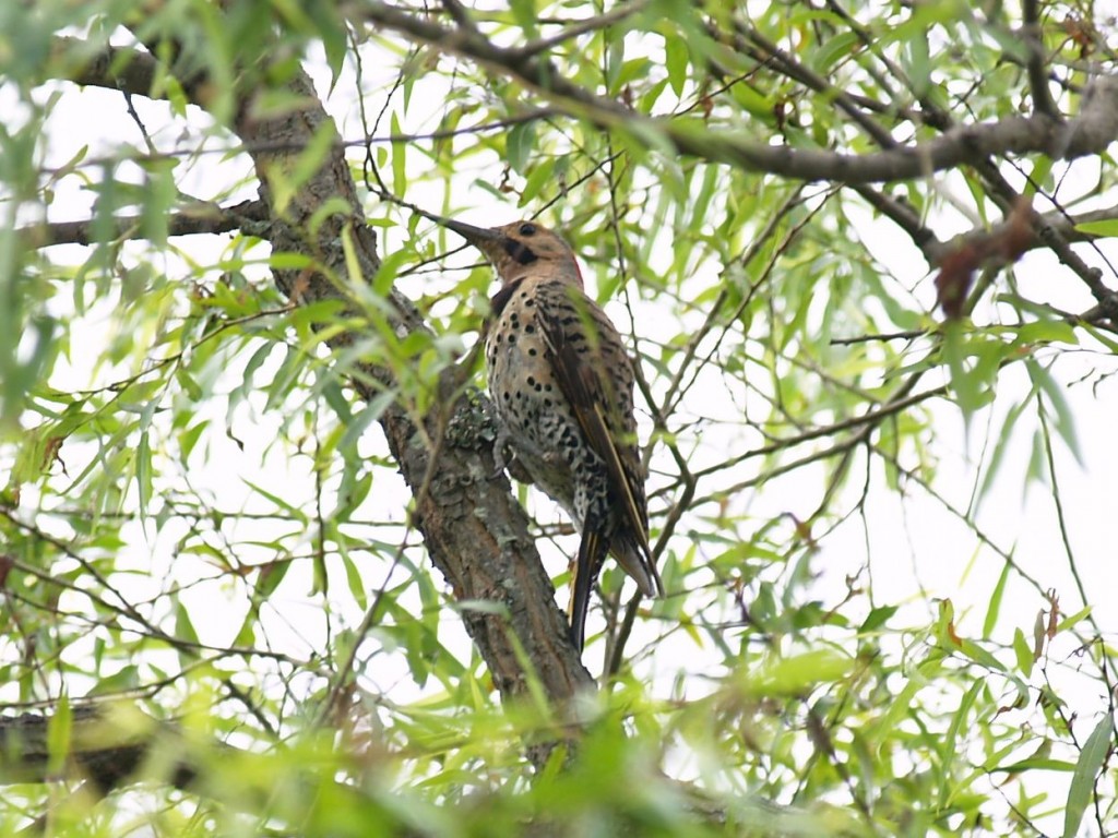 Northern Flicker (male), Valle Crucis Community Park, Valle Crucis, North Carolina, USA, July 30, 2009