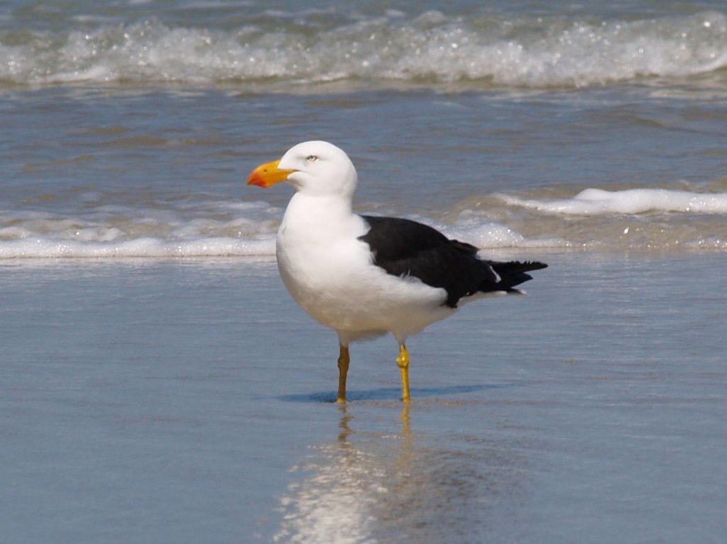 Pacific Gull, Wilson's Promontory National Park, Victoria, Australia, October 2, 2010