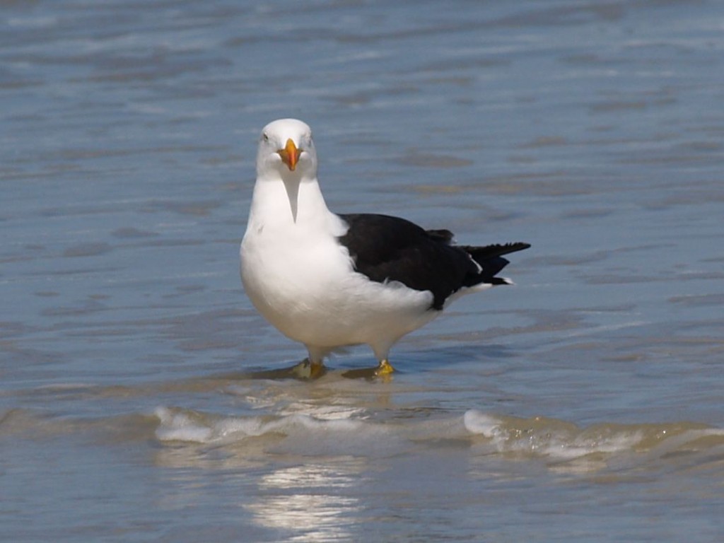 Pacific Gull, Wilson's Promontory National Park, Victoria, Australia, October 2, 2010