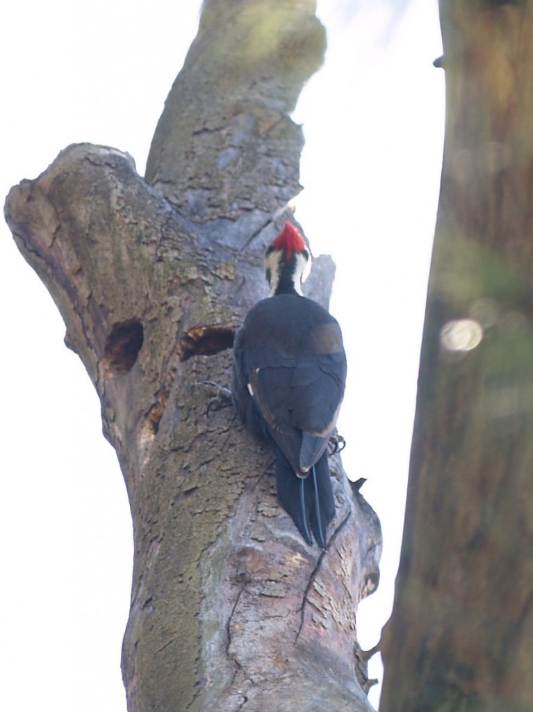 Pileated Woodpecker (male), Chapel Hill, North Carolina, USA, March 20, 2010