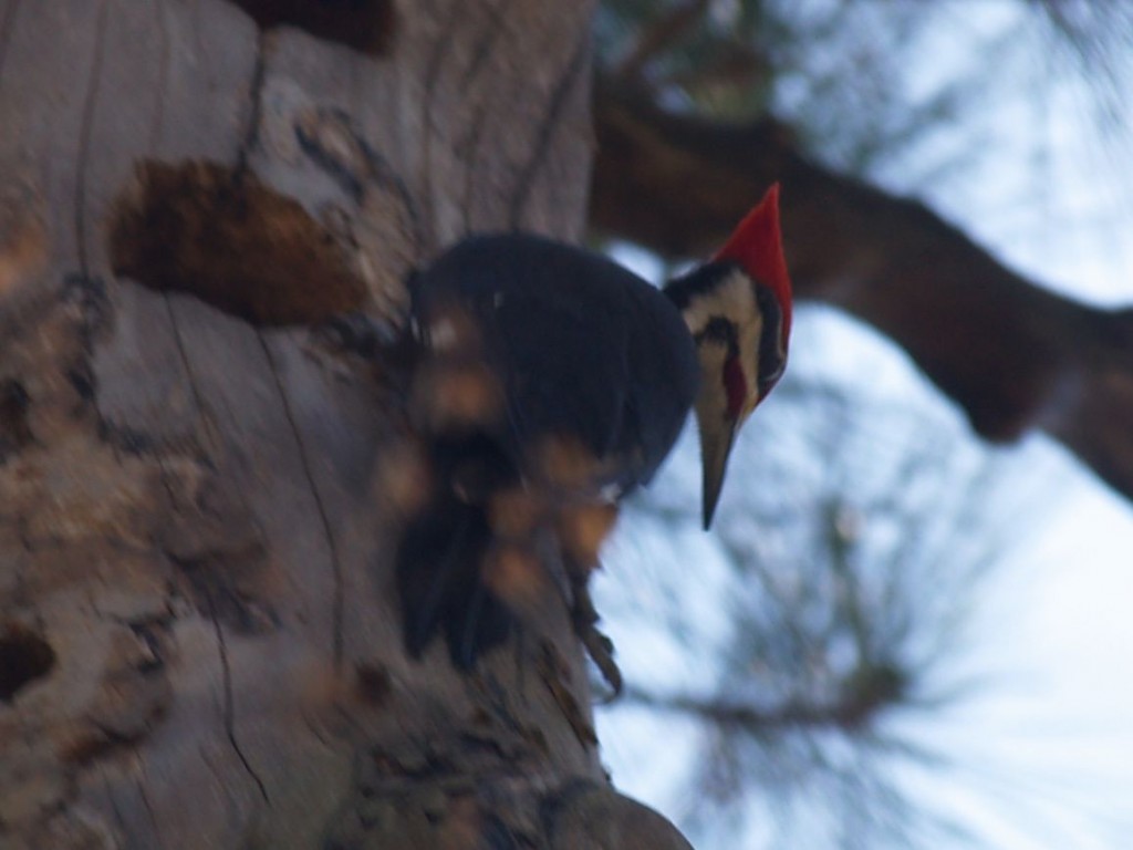 Pileated Woodpecker (male), Chapel Hill, North Carolina, USA, March 20, 2010