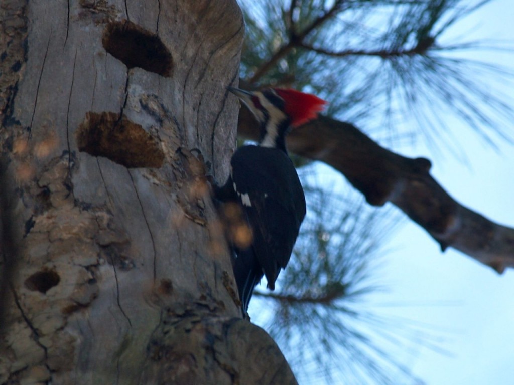 Pileated Woodpecker (male), Chapel Hill, North Carolina, USA, March 20, 2010