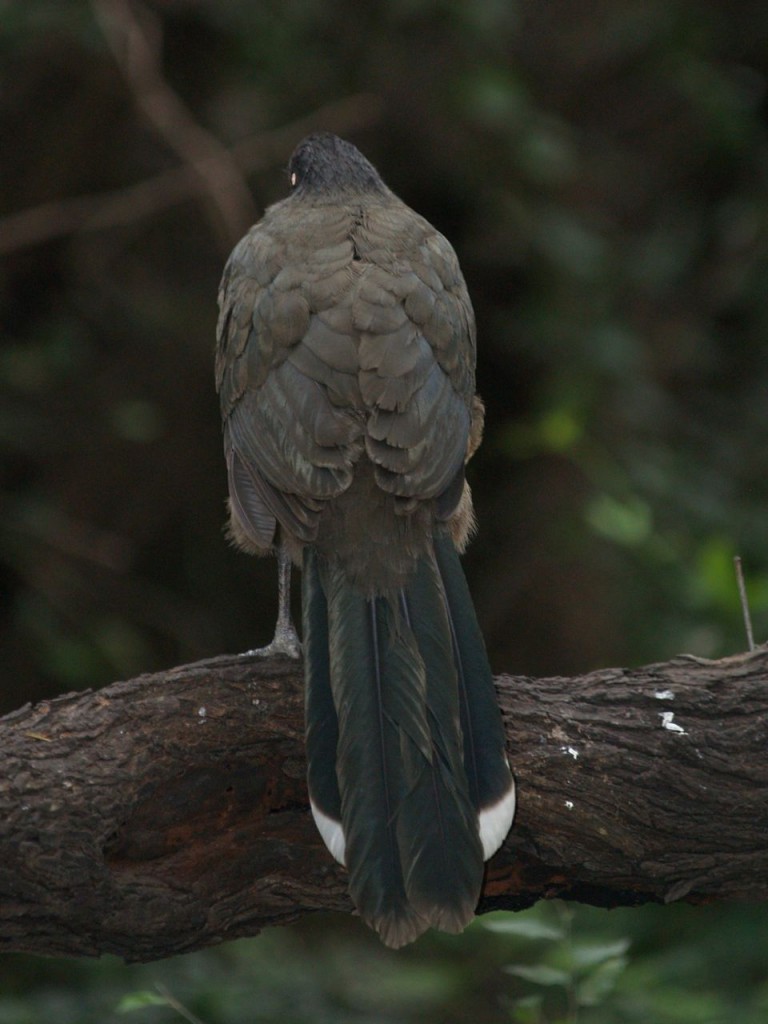 Plain Chachalaca, Valley Nature Center, Weslaco, Texas, USA, December 28, 2008