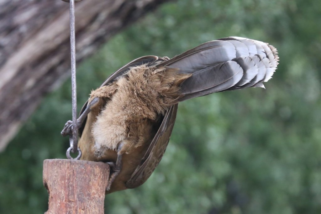 Plain Chachalaca, Bentsen-Rio Grande Valley State Park, Mission, Texas, USA, December 28, 2013