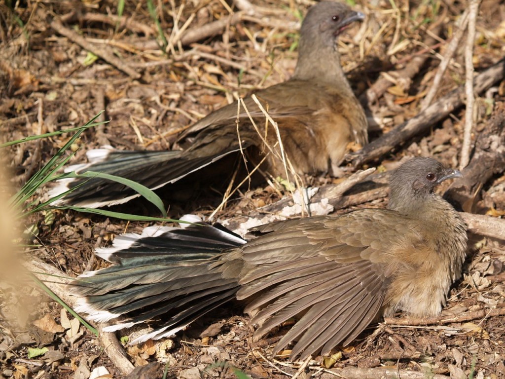 Plain Chachalaca, Santa Ana National Wildlife Refuge, Weslaco, Texas, USA, December 29, 2008