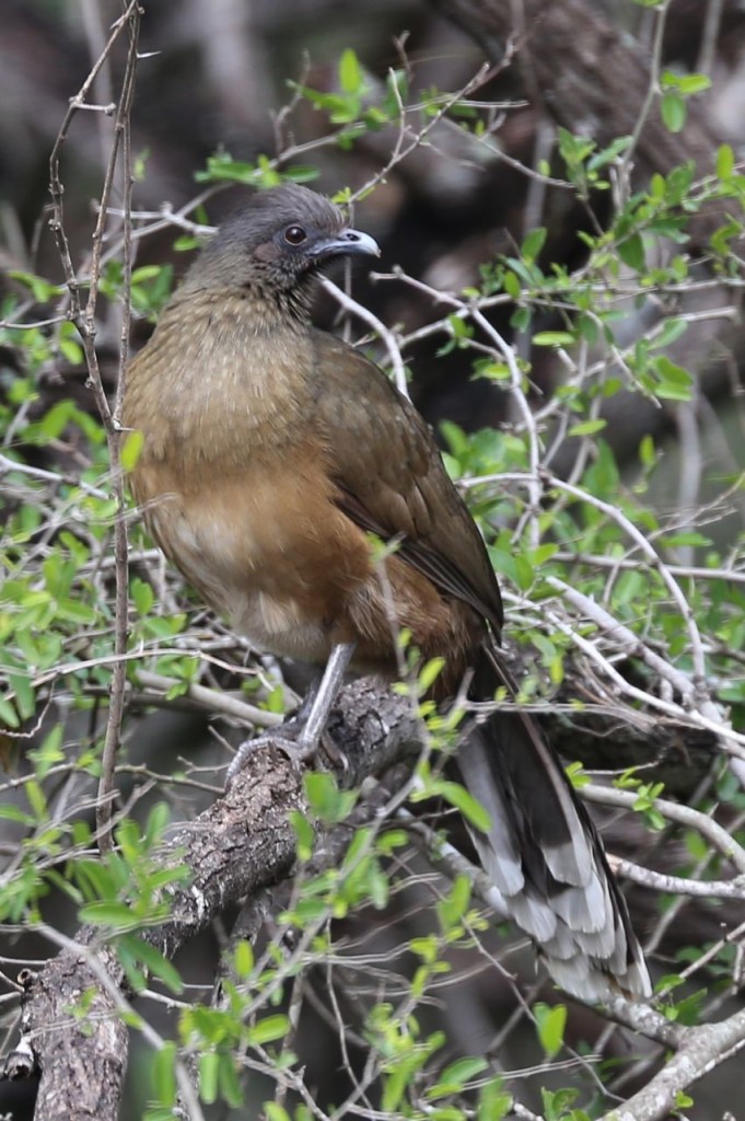 Plain Chachalaca, Bentsen-Rio Grande Valley State Park, Mission, Texas, USA, December 28, 2013