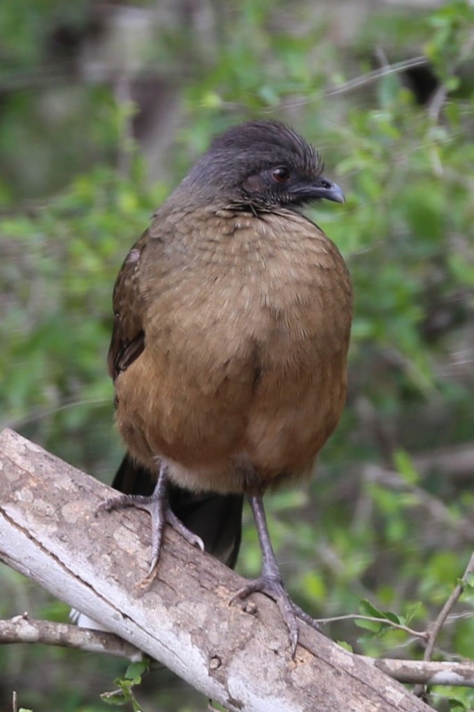 Plain Chachalaca, Bentsen-Rio Grande Valley State Park, Mission, Texas, USA, December 28, 2013