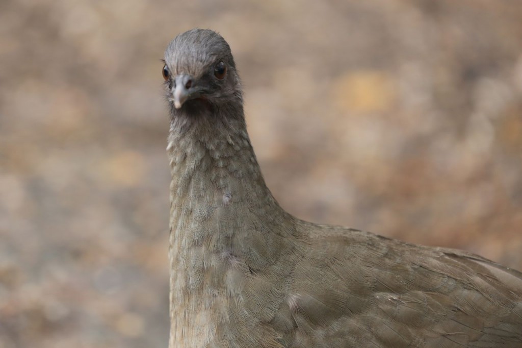 Plain Chachalaca, Bentsen-Rio Grande Valley State Park, Mission, Texas, USA, December 28, 2013