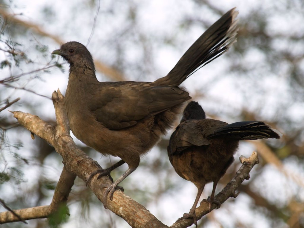 Plain Chachalaca, Santa Ana National Wildlife Refuge, Weslaco, Texas, USA, December 29, 2008