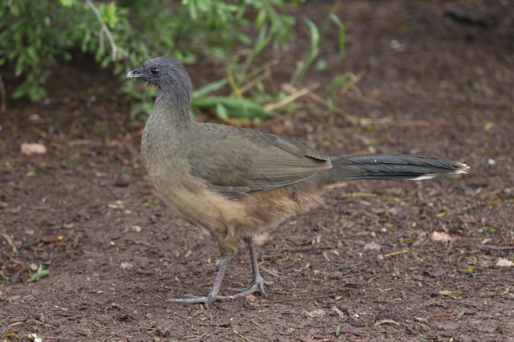 Plain Chachalaca, Bentsen-Rio Grande Valley State Park, Mission, Texas, USA, December 28, 2013