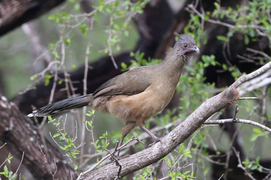 Plain Chachalaca, Bentsen-Rio Grande Valley State Park, Mission, Texas, USA, December 28, 2013