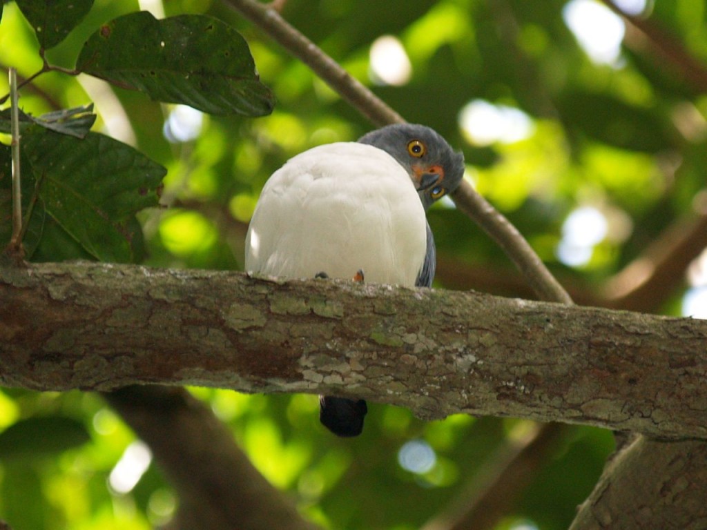 Plumbeous kite, Barro Colorado Island, Panama Canal, Panama, January 16,  2009