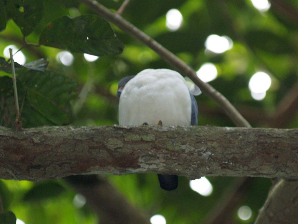 Plumbeous kite, Barro Colorado Island, Panama Canal, Panama, January 16,  2009