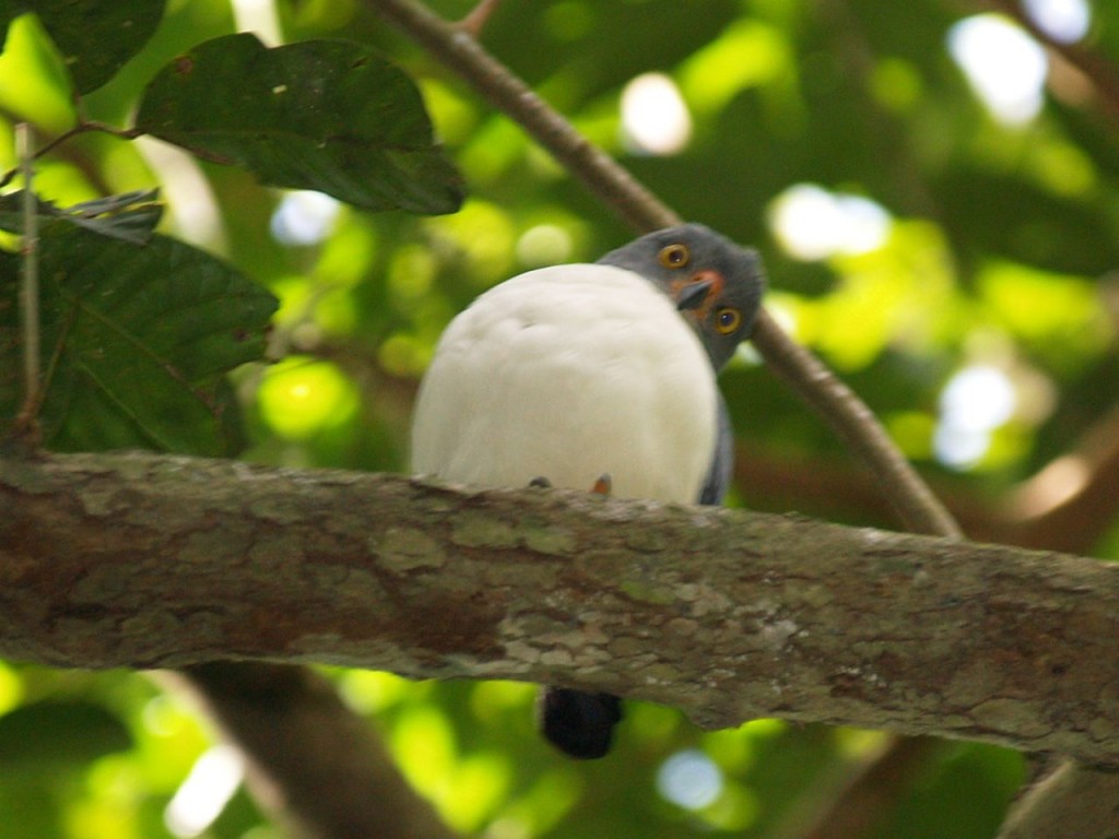 Plumbeous kite, Barro Colorado Island, Panama Canal, Panama, January 16,  2009