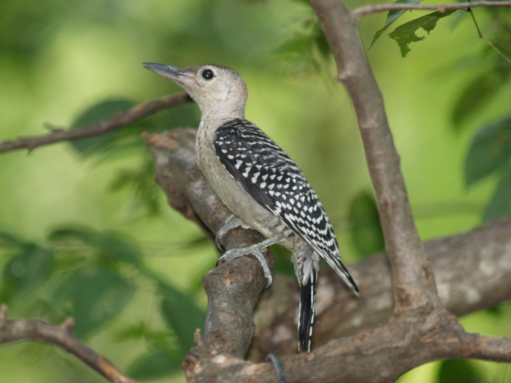 Red-bellied Woodpecker (juvenile), Chapel Hill, North Carolina, USA, September 6, 2009