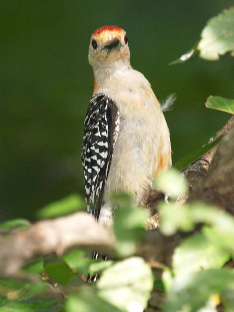 Red-bellied Woodpecker (male), Chapel Hill, North Carolina, USA, September 6, 2009