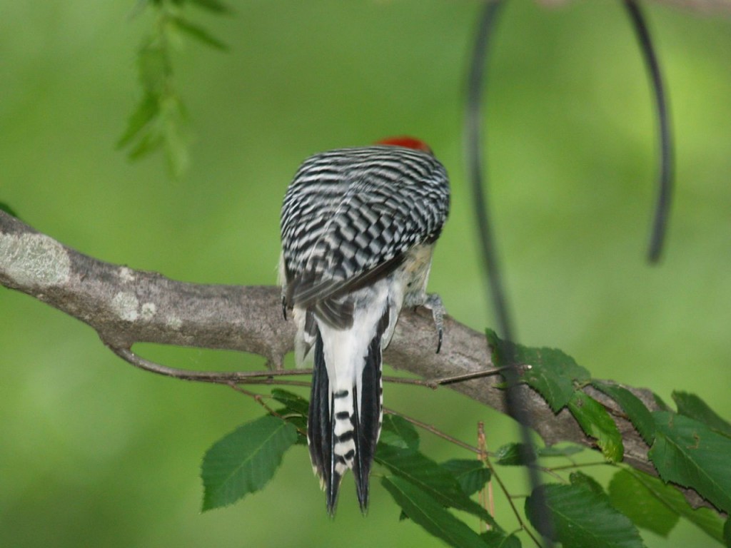 Red-bellied Woodpecker (male), Chapel Hill, North Carolina, USA, May 29, 2009