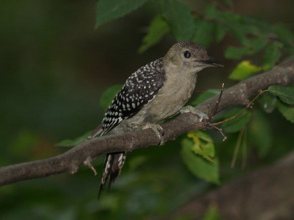 Red-bellied Woodpecker (juvenile), Chapel Hill, North Carolina, USA, September 7, 2009