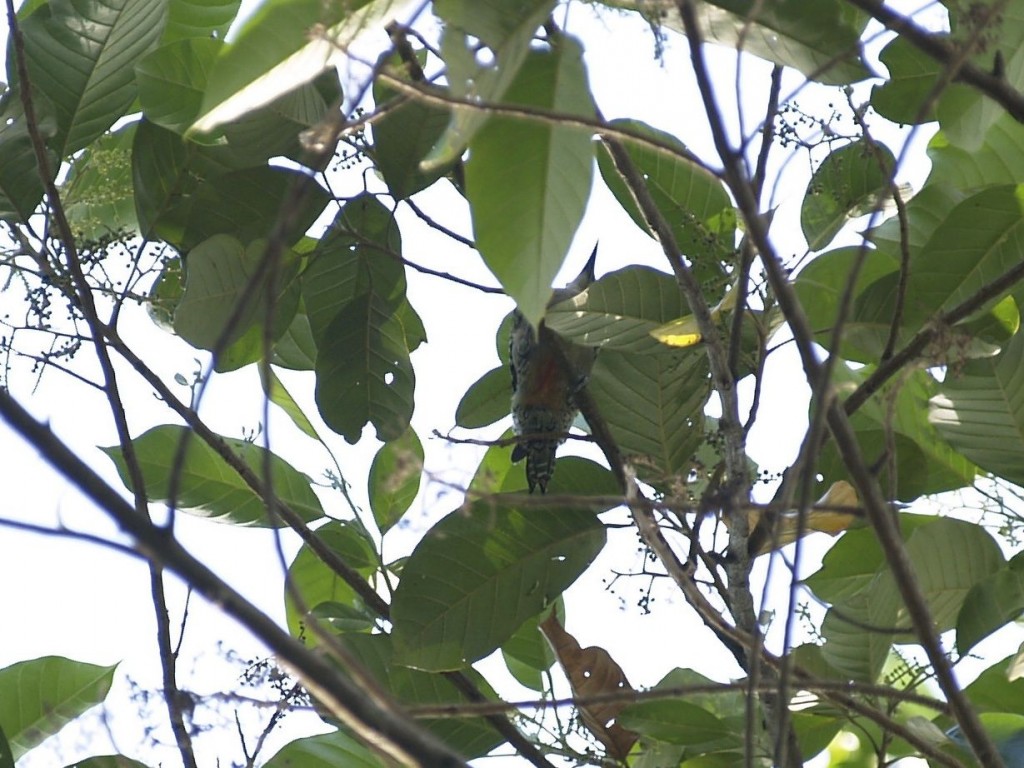 Red-crowned woodpecker, Manuel Antonio National Park, Quepos, Puntarenas, Costa Rica, January 11, 2009