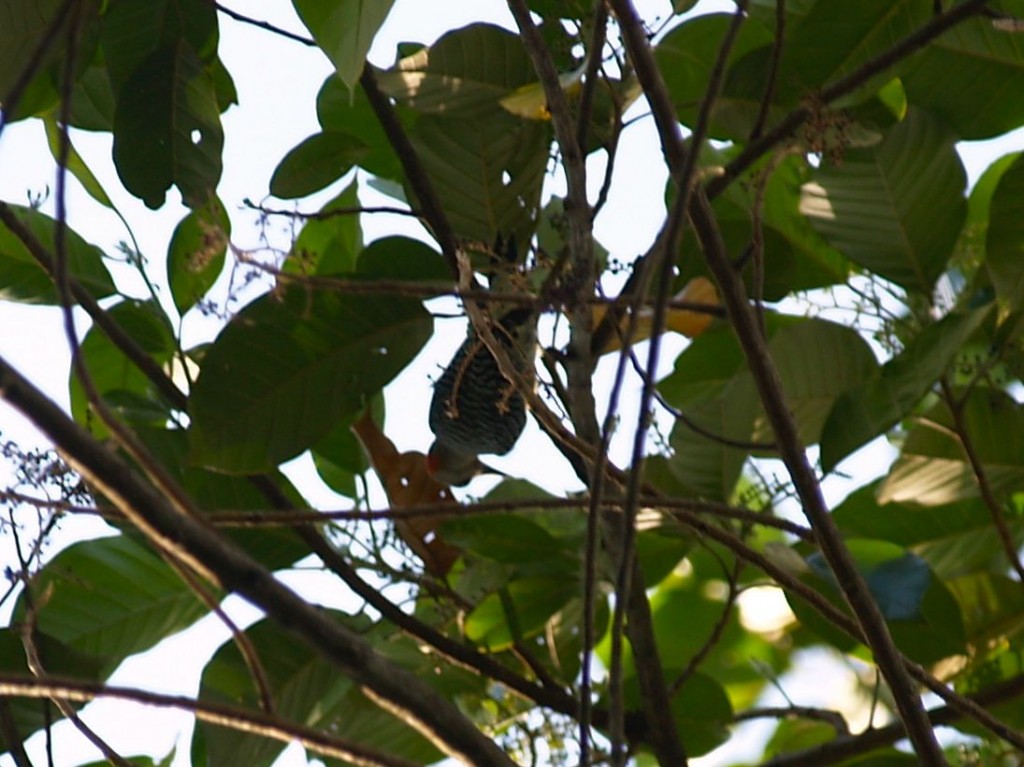 Red-crowned woodpecker, Manuel Antonio National Park, Quepos, Puntarenas, Costa Rica, January 11, 2009