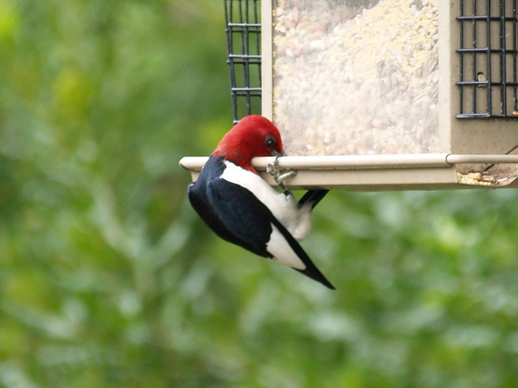 Red-headed Woodpecker, Howell Woods Environmental Learning Center, Four Oaks, North Carolina, USA, July 6, 2009