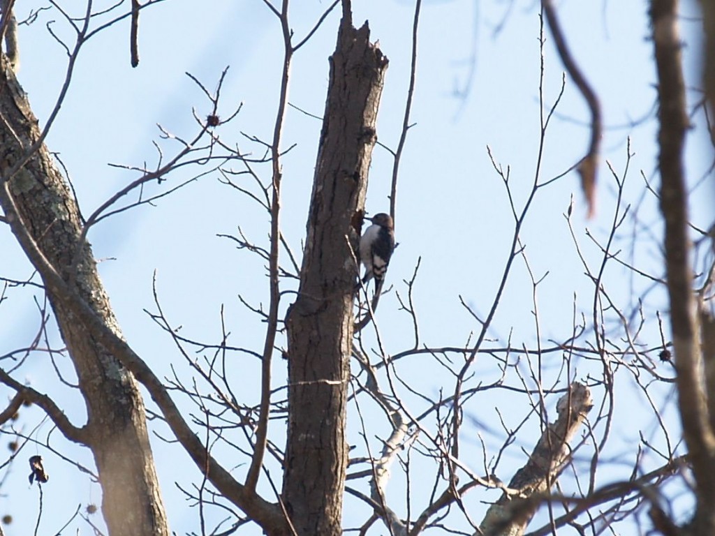 Red-headed Woodpecker (juvenile), Durham, North Carolina, USA, January 10, 2010