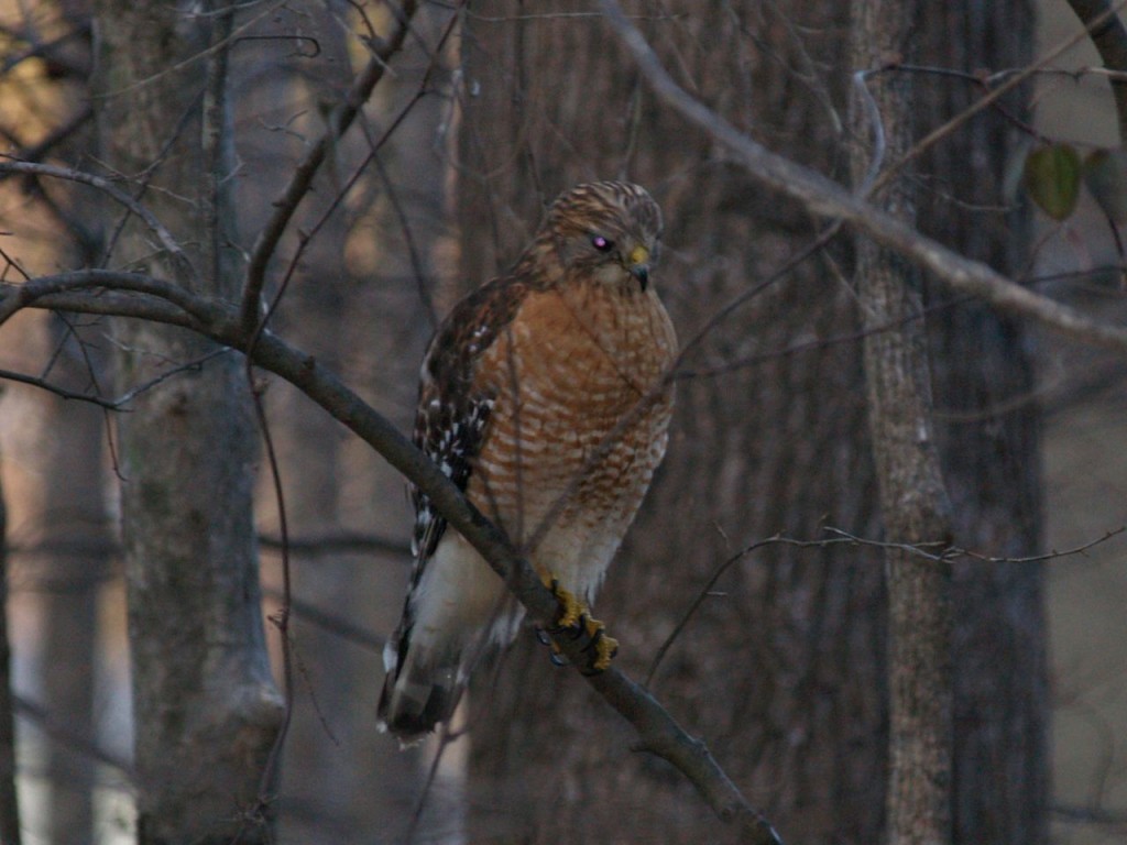 Red-shouldered Hawk, Chapel Hill, North Carolina, USA, February 27, 2007